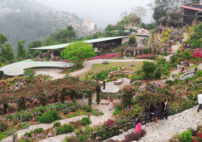 Rose Garden Solophok, South Sikkim, Sikkim - Vushii.com